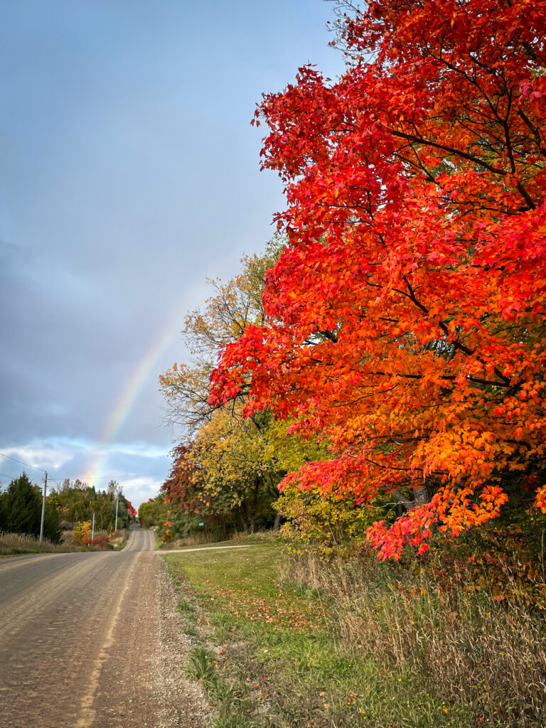 Bright fall leaves in Caledon and across Ontario in October