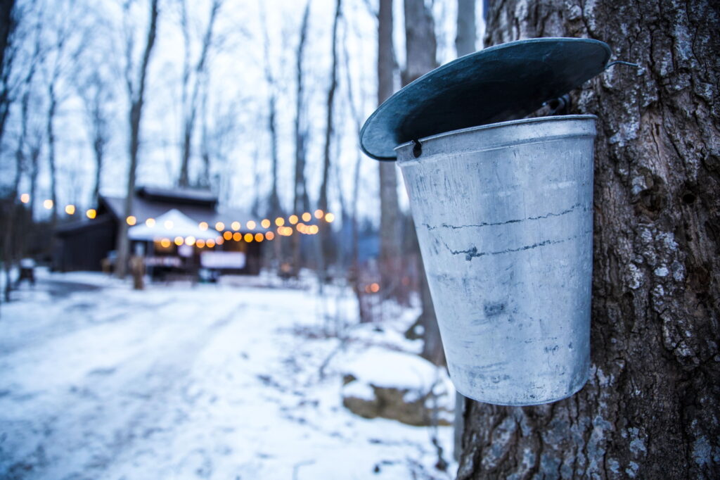 Maple Syrup Festival Caledon